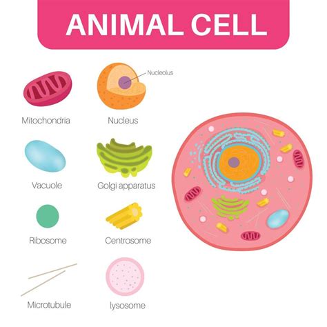 An animal cell is a type of eukaryotic cell. 12204761 Vector Art at Vecteezy