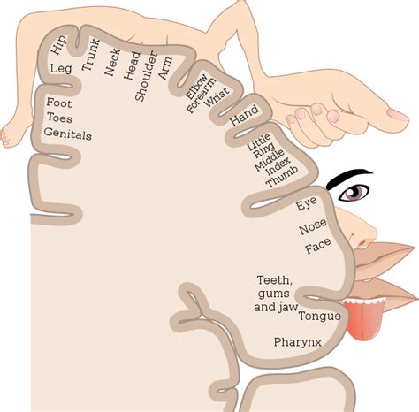 The Strange Theory of the Homunculus | Mental Itch