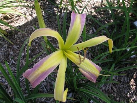 String Bikini Artemesia Daylilies