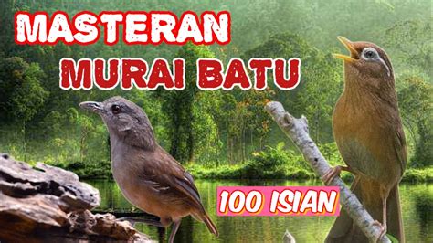 Masteran Murai Batu Kacer Cucak Ijo Isian Lengkap Komplit Masteran