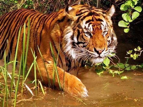 12 Best Wildlife Sanctuaries in Kerala