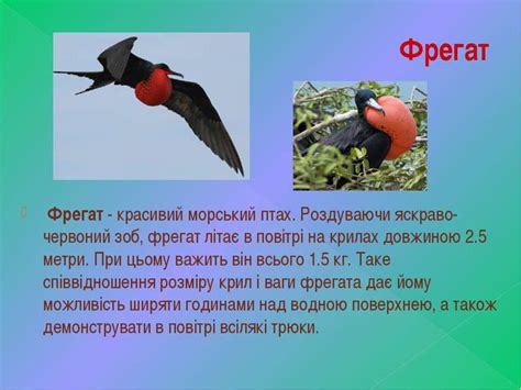 Фрегат - презентація з біології