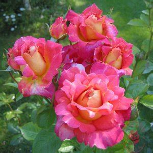 Роза Декор Арлекин | Плетистые. Садовые розы с закрытой корневой системой