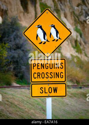 Yellow Roadsigns Warning For Penguins Crossing Road Stock Photo Alamy