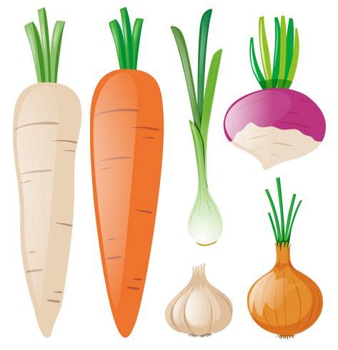 Carrots and other root vegetables 370488 Vector Art at Vecteezy