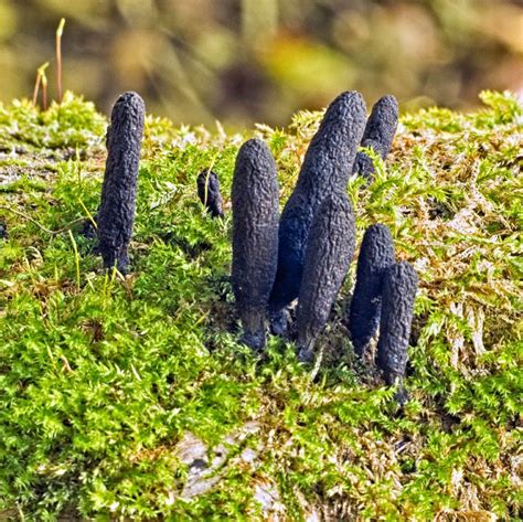 Dead Man's Finger Control - What Do Dead Man's Fingers Look Like ...