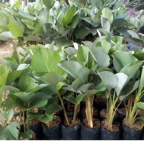 Jual Tanaman Hias Pisang Calathea Pohon Pisang Pisangan Kalatea