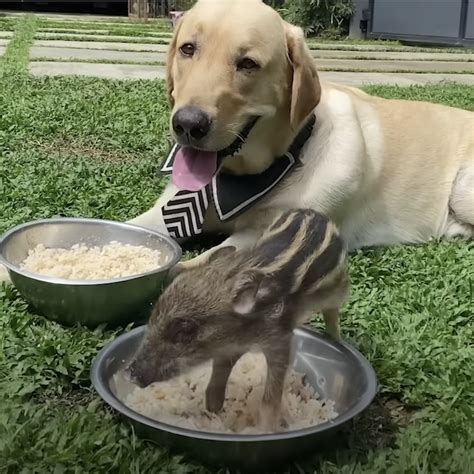 Adorably tiny baby boar taken in by family picks Yellow Lab to be her “dad”