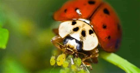 What Do Ladybugs Eat? Learn About Favorite Lady Bug Food [BUGS]