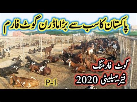 Biggest Modern Goat Farming Feasibility In Pakistan 2020 How To Earn