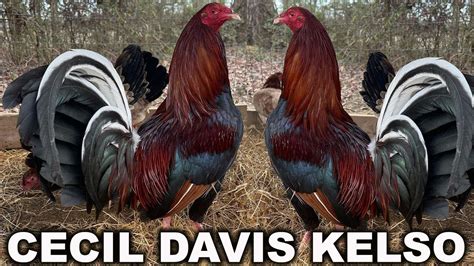 Cecil Davis Kelso Beautiful Birds Deraz Farm Youtube