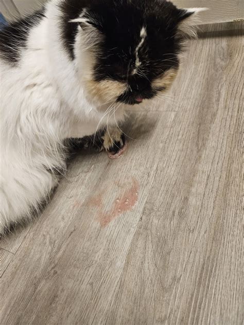 Vetco Total Care Animal Hospital, Seminole, FL - Reviews (79), Photos