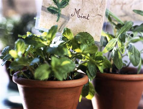 Mint - Growing, Use and Care Guide