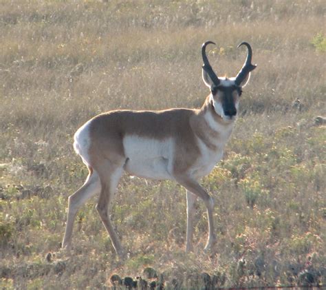 Animals In Colorado