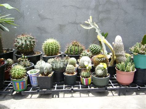 cactus lover greenhouse  cacti