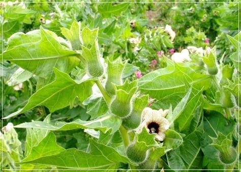 Белена чёрная: применение, признак отравления, первая помощь