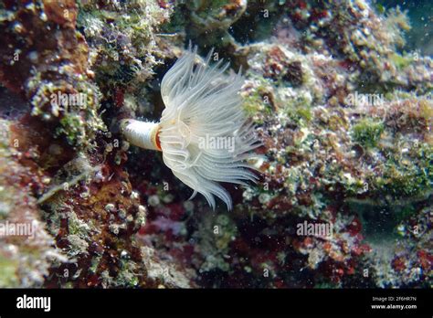 Smooth Calcareous Tube Worm Protula Tubularia Stock Photo Alamy