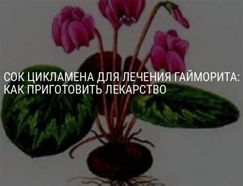 Цикламен для лечения гайморита: как приготовить капли с цикламеном