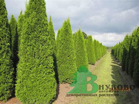 Туя западная Смарагд (Thuja occidentalis Smaragd) - Хвойные ...