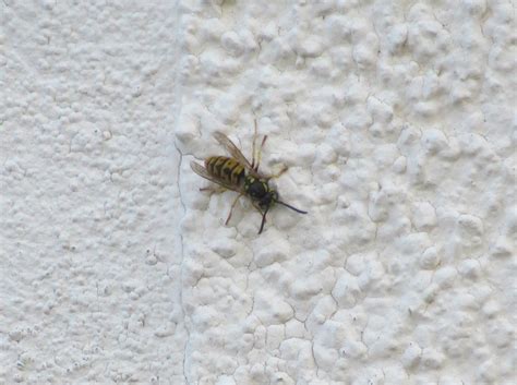 Deutsche Wespe? | Deutsche Wespe (Vespula germanica) (c) Sab… | Flickr