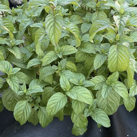 Мята Мандариновая Mentha Tachi - Купить мяту