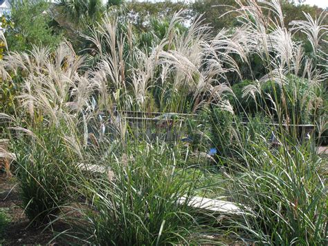 Miscanthus Sinensis Silberfeder Silver Feather Grass Woodland Plants Feather Grass