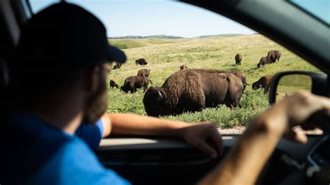 Discover the Top 10 Drive-Thru Safaris in the United States - A-Z Animals