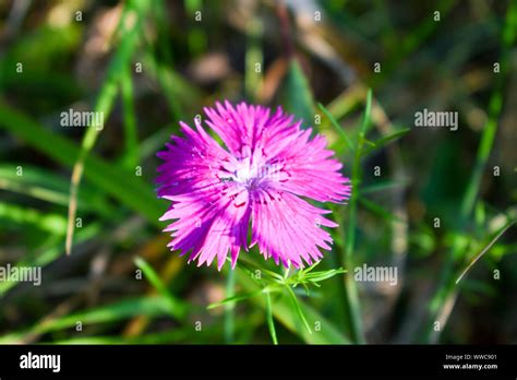 Pink Carnation Dianthus Carthusianorum Flowers Stock Photo Alamy