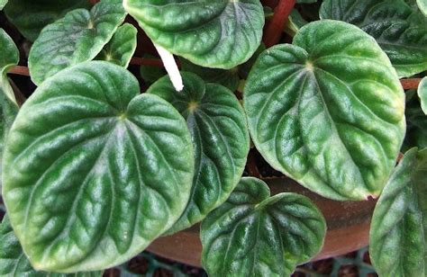 Peperomia Care Guide Osera
