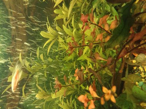 Людвигия Супер ред Мини (Ludwigia palustris super red) | Интернет ...