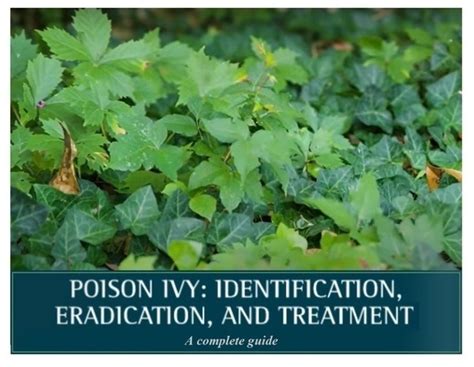 Poison Ivy Identification Eradication And Treatment Mother Earth News