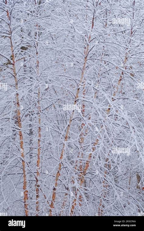 River Birch Winter Wonderland Vertical Stock Photo Alamy