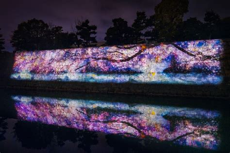 Nijo Castle Cherry Blossom Festival Features Sakura Light Up Japan Feast