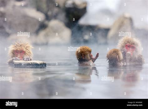 Snow Monkey Japanese Macaques Bathe In Onsen Hot Springs At Nagano Japan Stock Photo Alamy