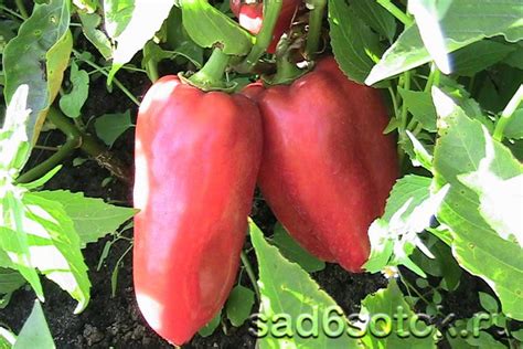 Перец Толстый Барон Описание Сорта Фото Отзывы – Telegraph