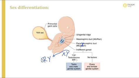 Sexual Differentiation Of The Embryo Youtube