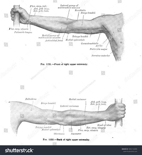 Upper Extremity: Over 502 Royalty-Free Licensable Stock Photos