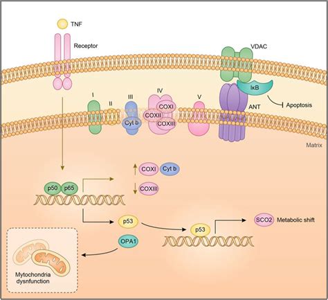 Frontiers Shedding Light On Nf B Functions In Cellular Organelles