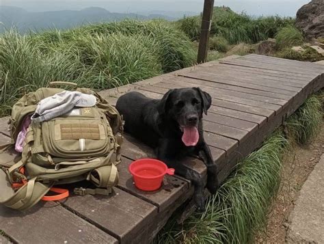 退役搜救犬usa開放寄養 北市消幫找溫馨愛犬家庭 社會 自由時報電子報