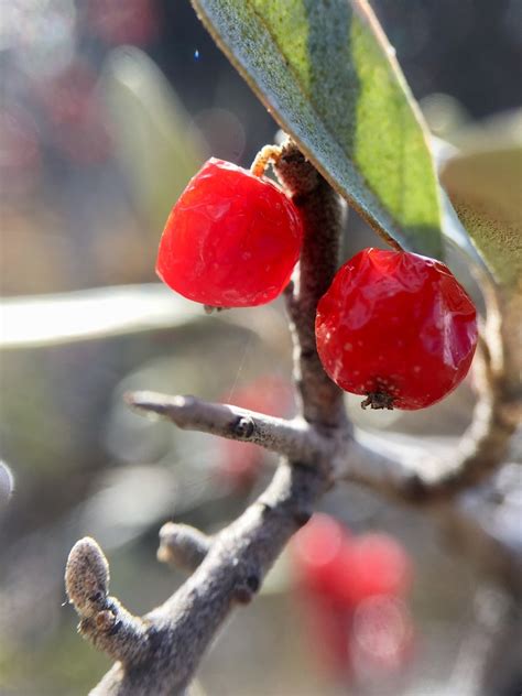 Silver Buffaloberry From Botterill Bottom Park Lethbridge Ab Ca On