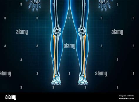 Human Leg Anatomy Bones