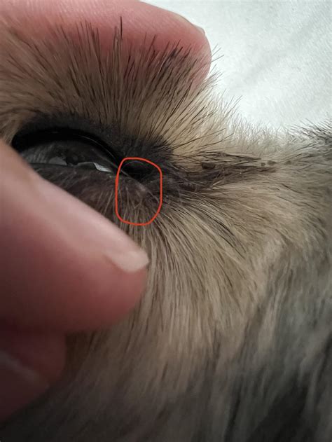 I Think My Dog May Be Developing A Stye Rdogadvice