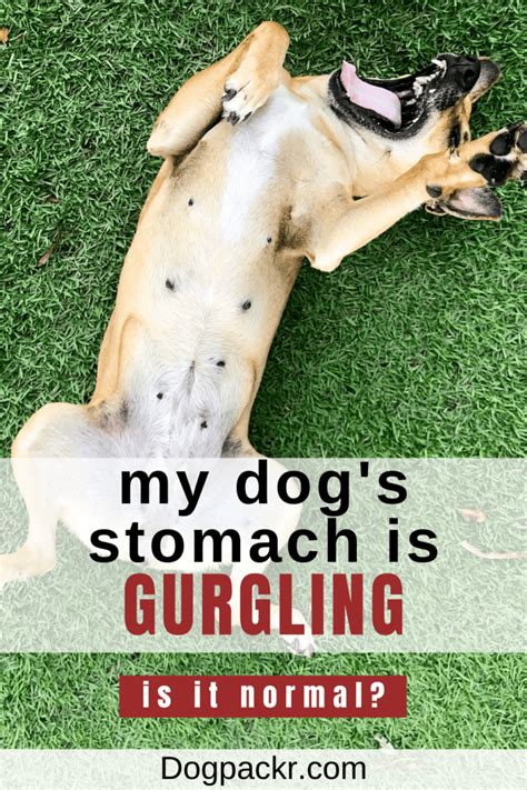 My Dogs Stomach Is Gurgling Very Loudly Dogpackr