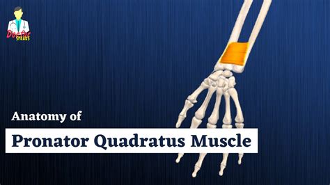 Pronator Quadratus Muscle Anatomy | Deep Muscle of Anterior Forearm ...