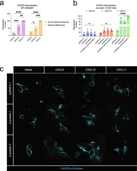 Cxcr3 Receptor Mediated Internalization Is Differentially Regulated By