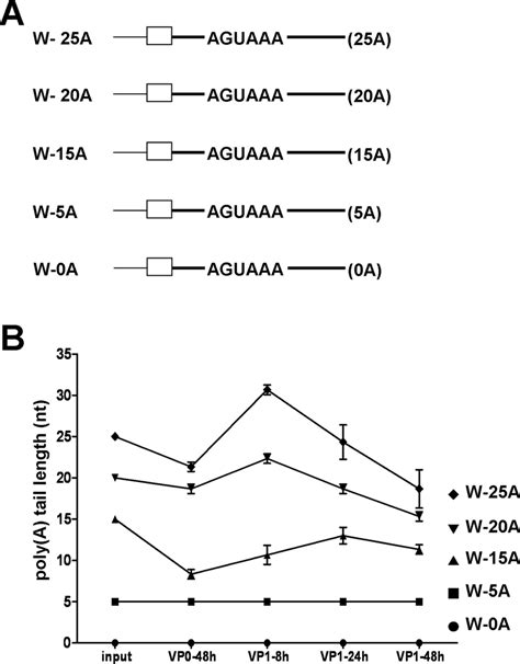 determination   minimum polya tail length   initiation