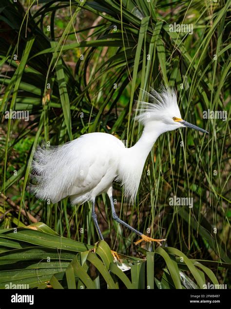 The Snowy Egret Fluffing Its Plumage At The Alligator Farm In St