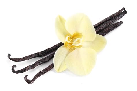 Vanilla - Alchetron, The Free Social Encyclopedia