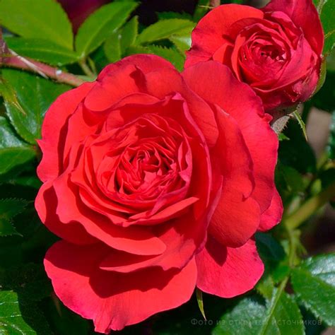 Роза флорибунда «Черри Герл» – купить саженцы оптом и в розницу ...