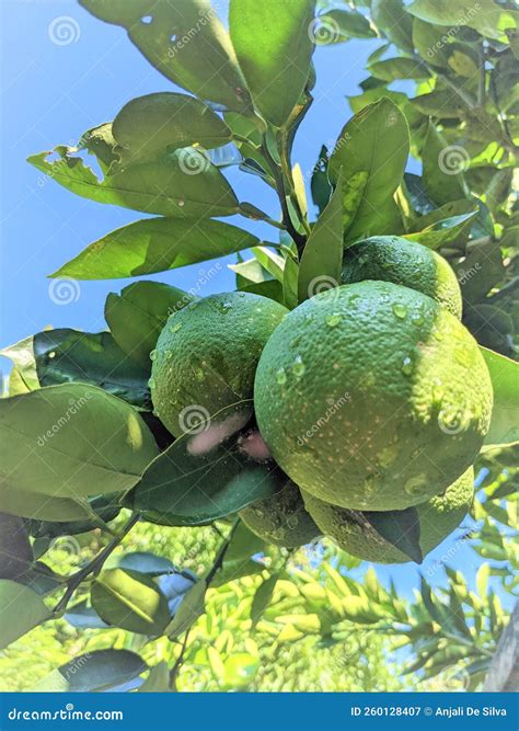 Sweet Orange Has on the Tree Stock Image - Image of sweet, fruit: 260128407